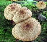 Leucopholiota decorosa image