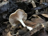 Clitocybe salmonilamella image