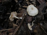 Clitocybe salmonilamella image