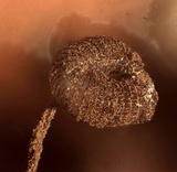 Cribraria cancellata var. cancellata image