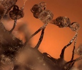Cribraria cancellata var. cancellata image
