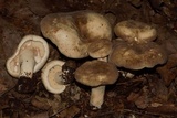 Lactarius subvernalis var. cokeri image