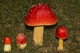 Amanita parcivolvata image