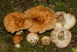 Russula grata image