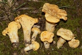 Cantharellus chicagoensis image