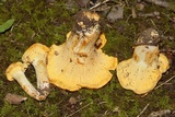 Cantharellus chicagoensis image