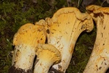 Cantharellus chicagoensis image