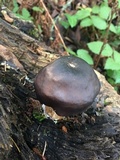 Pluteus exilis image