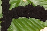 Scorias spongiosa image