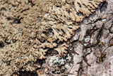 Anaptychia palmulata image