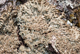 Anaptychia palmulata image