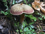 Boletus chrysenteron image