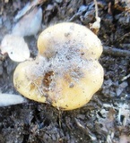 Cortinarius elegantissimus image