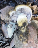 Cortinarius elegantissimus image