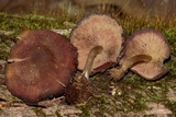 Callistosporium purpureomarginatum image