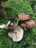 Armillaria sinapina image