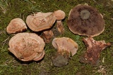 Hydnellum concrescens image