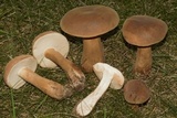 Tylopilus ferrugineus image