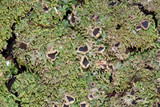 Anaptychia palmulata image