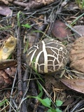 Boletus chrysenteron image