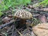 Boletus chrysenteron image
