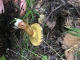 Boletus chrysenteron image