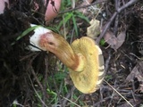 Boletus chrysenteron image
