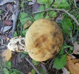 Leccinellum lepidum image