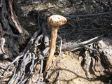 Battarreoides diguetii image