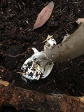 Amanita pachycolea image