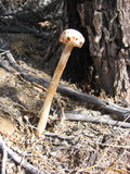Battarreoides diguetii image