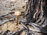 Battarreoides diguetii image