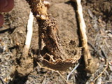 Battarreoides diguetii image