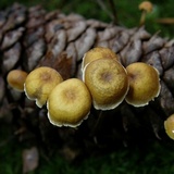 Xeromphalina cauticinalis image