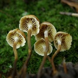 Xeromphalina cauticinalis image
