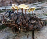 Xeromphalina cauticinalis image
