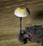 Xeromphalina cauticinalis image