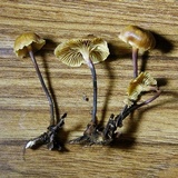 Xeromphalina cauticinalis image