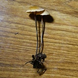 Xeromphalina cauticinalis image