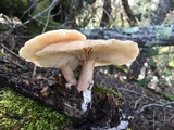 Clitocybe fragrans image