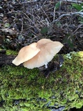 Clitocybe fragrans image