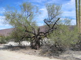 Battarreoides diguetii image