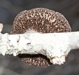 Hexagonia hydnoides image
