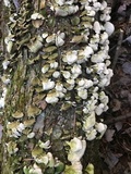 Cerrena unicolor image