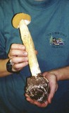 Battarrea phalloides image