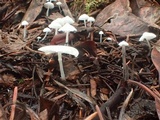 Hemimycena lactea image