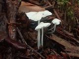 Hemimycena lactea image
