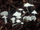 Hemimycena lactea image