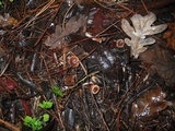 Gymnopus brassicolens var. brassicolens image