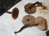 Gymnopus brassicolens var. brassicolens image